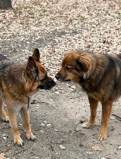 Photo de Iris et Fluffy